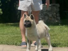 Akita Amerikane