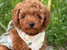 Toy Poodle oferte