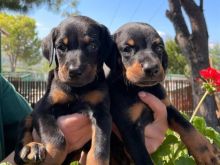 Qen Doberman