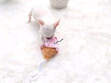 Cute and adorable chihuahua puppies available for sale 