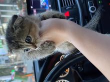 Scottish fold gold