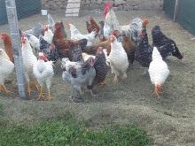 Shiten 23 zogza raca  te ndryshme