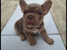 French bulldog exotic