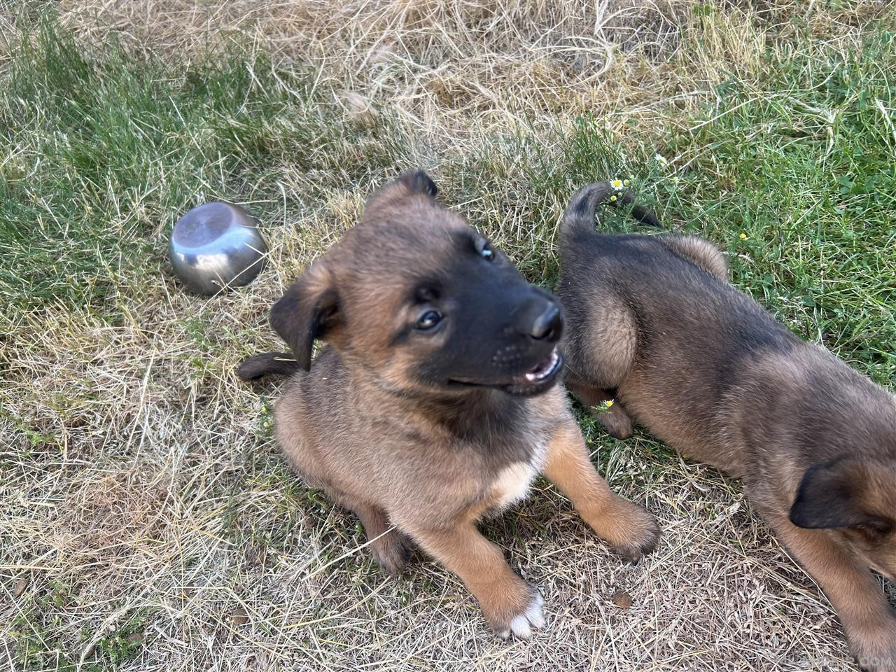 Belgian Shepherd