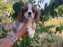Cavalier king shitje