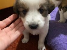 Me ka ngelur nje qenushe labrador mix qe dua ta dhuroj