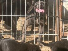 Shesim Këlysh Cane Corso 2 Muajsh