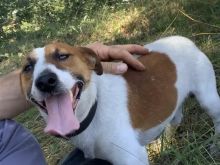 Jack Russel e Falim!