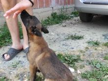 qen Belg malinois