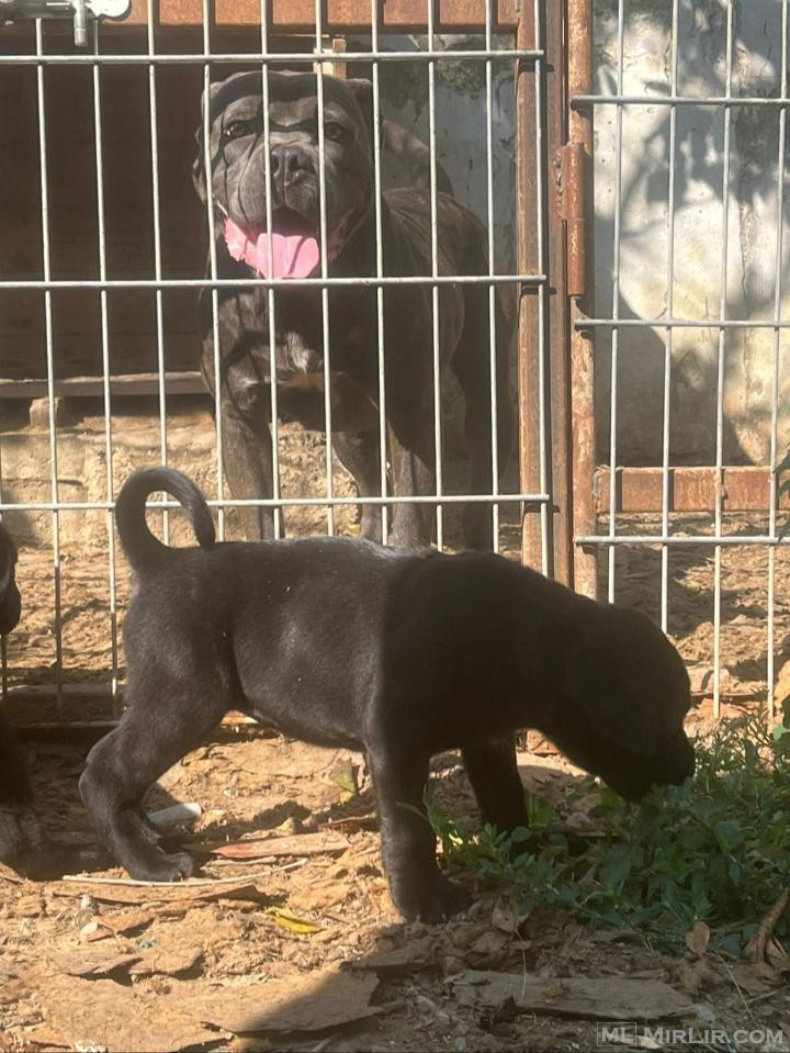 Cane corso
