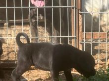 Cane corso