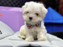 Maltipoo Mini