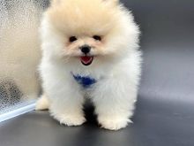POMERANIAN RRACE E PASTER