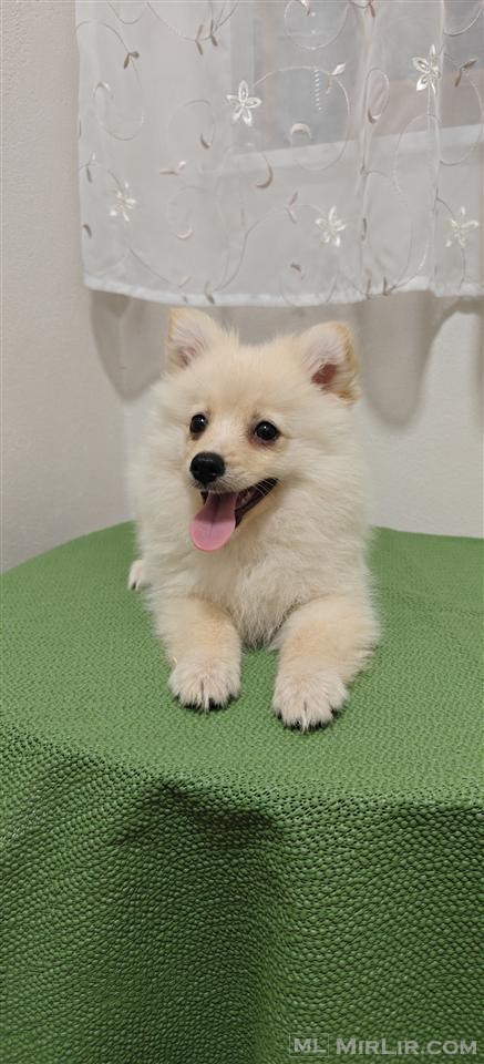 Mini spitz pomerania