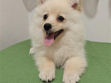Mini spitz pomerania