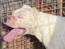 Dog Argentina