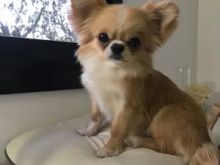 Adorable chihuahua puppies available for sale WhatsApp  +37124970915