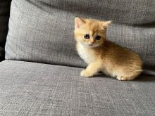 British shorthair & Scottish Fold Golden