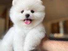 Pomeranian boo Tirane