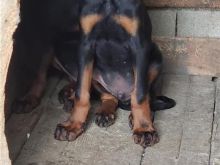Doberman