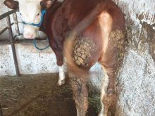 Shes mzatin simentall bio