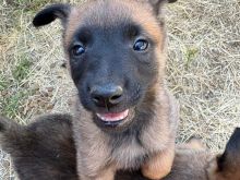 Belgian Shepherd