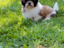 Shihtzu