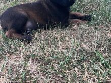 Shitet malinois
