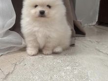 Pomeranian boo Oferte