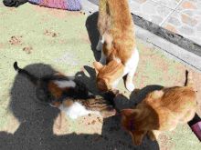 Jepen macat per adoptim shum te dashura