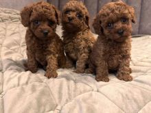 Mini Poodle red