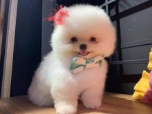 POMERANIAN BOO