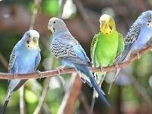 Papagall.Shesim Papagaj🦜Te Trajnuar🦜📱0696909585