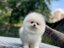 POMERANIAN BOO RRACE E PASTER