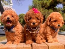 Toy Poodle