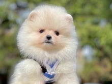 POMERANIAN BOO OFERTE
