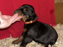 Doberman shitje