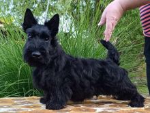 Scottish terrier puppies