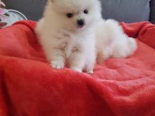 Pomeranian boo