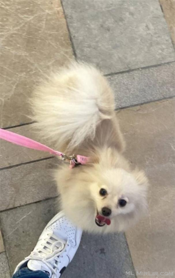 Spitz