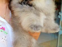 Pomeranian Boo origjinal