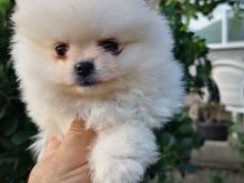 Pomeranian boo mini