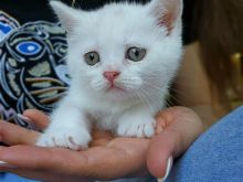 British shorthair ofert