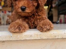 Red toy poodle ofert