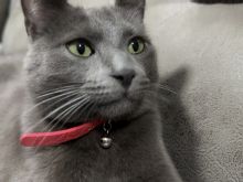 Shitet Russian Blue