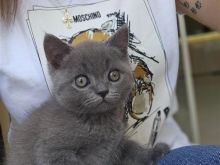 British shorthair gri ne oferte
