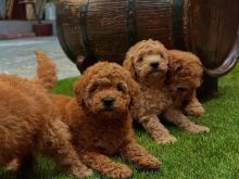 Mini poodle Tiron