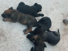 Shiten katër këlyshë Belgian Malinois
