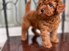 TOY POODLE