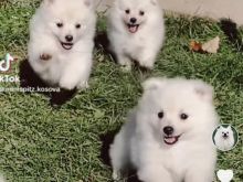 Qen Minispitz